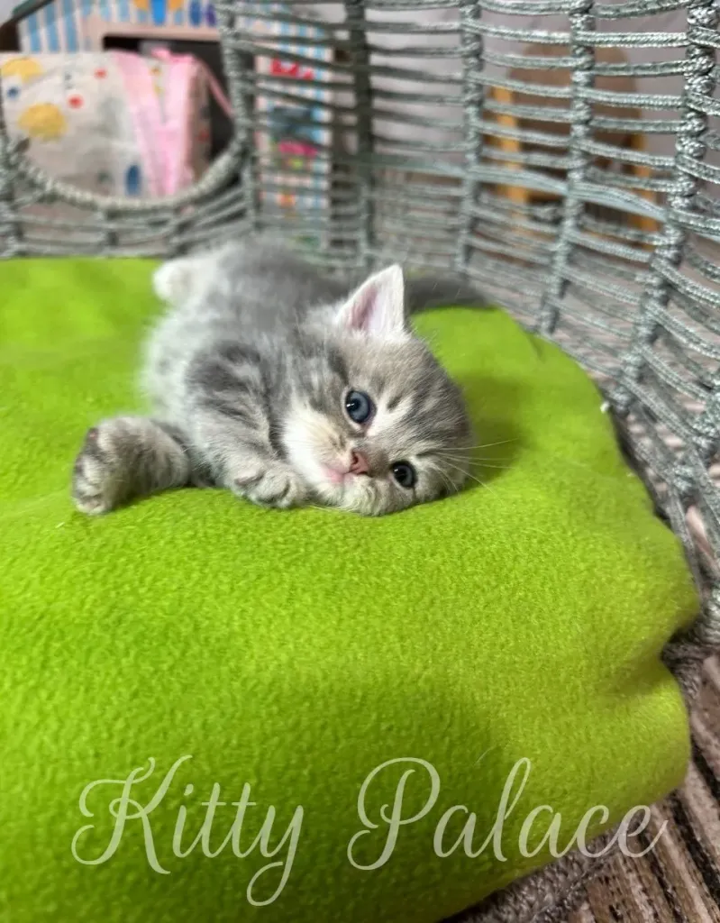 A cute munchkin blue golden chinchilla kitten rests on a vibrant green surface, looking directly at the camera