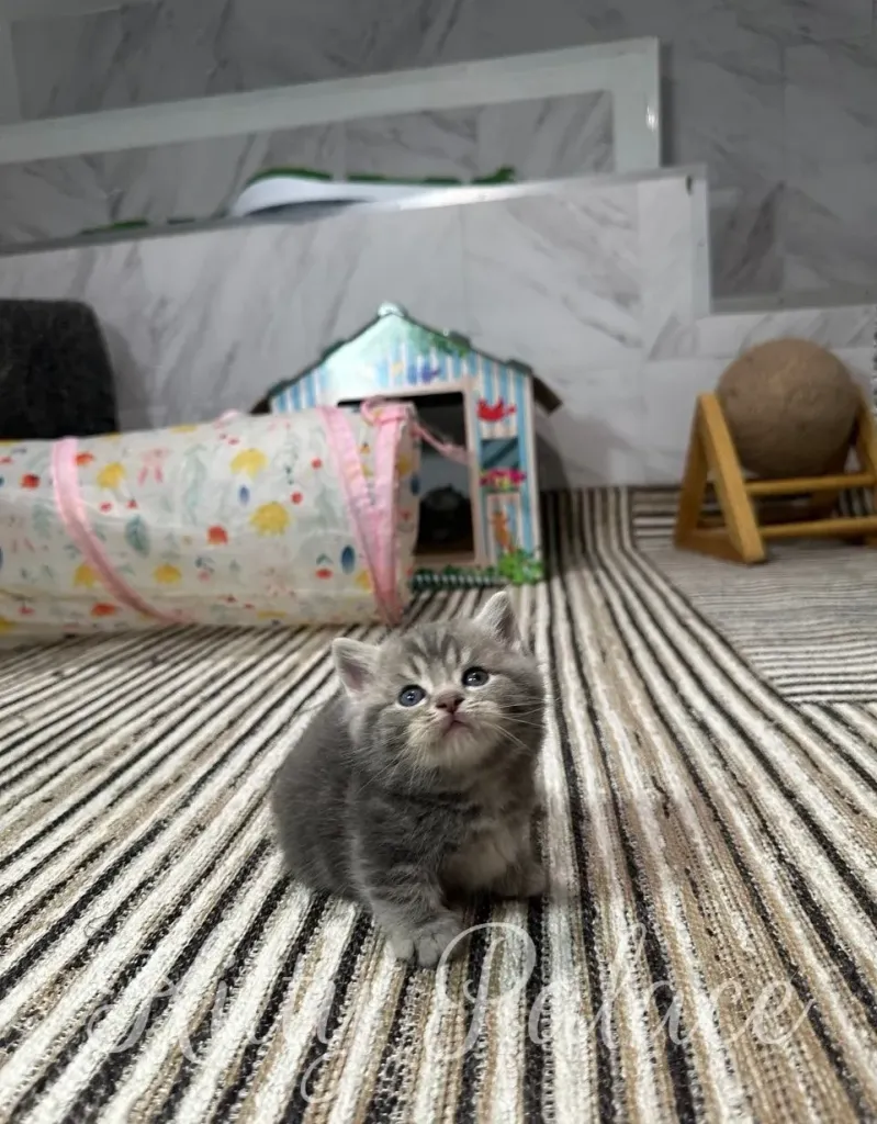 A cute gray kitten sits on a striped rug, looking up with innocent eyes. The background includes a cat tunnel and a small house