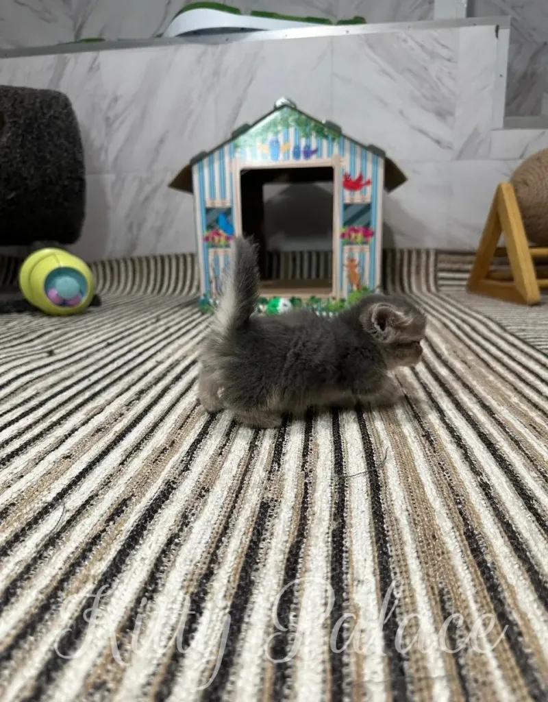 A cute gray kitten with fluffy fur, playfully crawling on a striped rug near a toy house and a ball