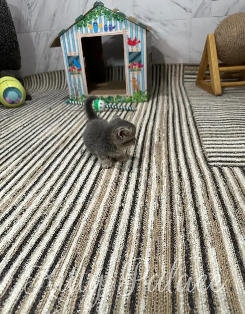 A cute grey kitten is captured in a cozy indoor setting. The kitten walks on a striped rug with a small playhouse in the background