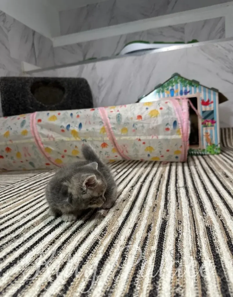 A cute grey kitten is captured in a cozy setting with a tunnel and a miniature house, creating a heartwarming scene.