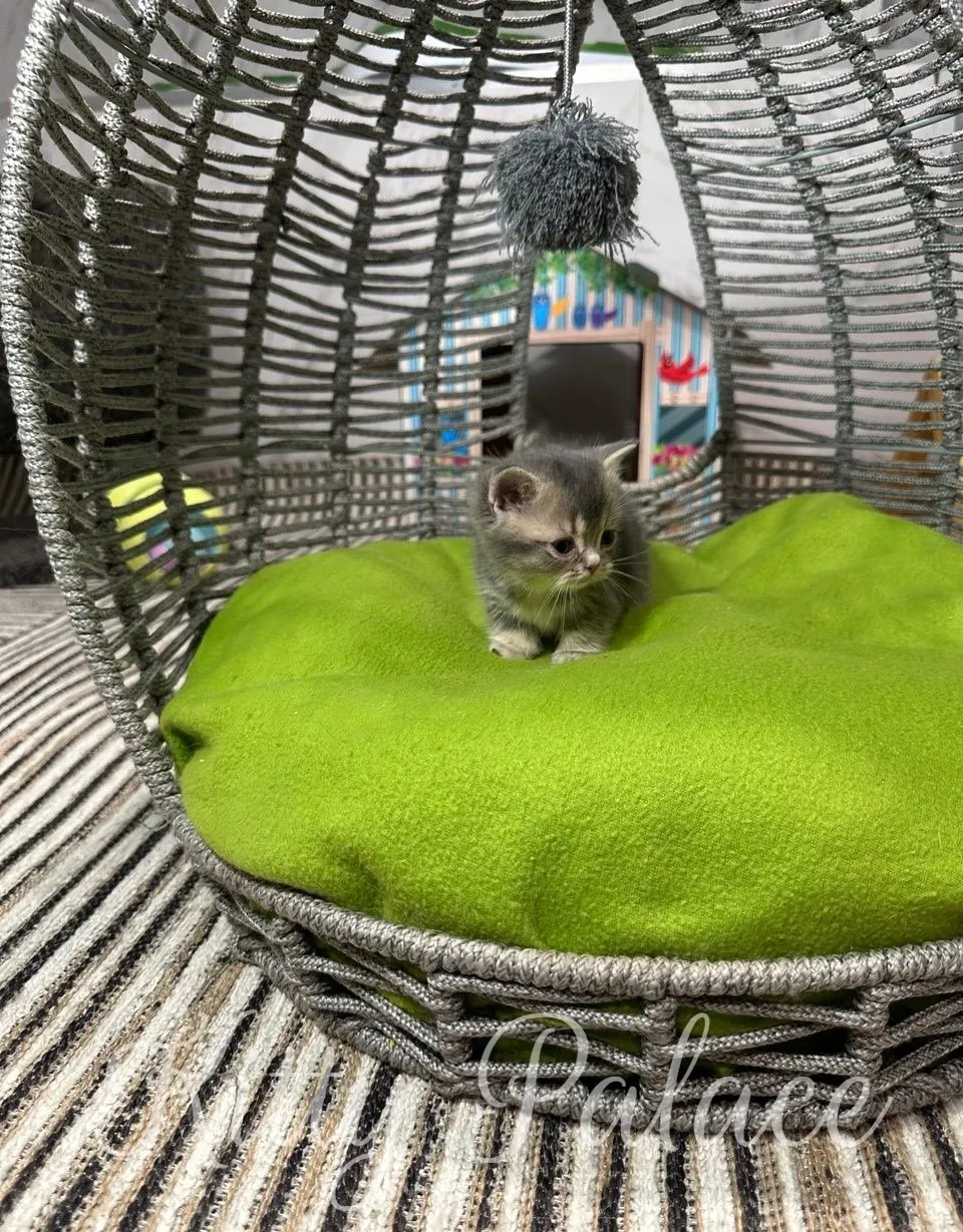 A cute munchkin chinchilla kitten lounges on a bright green cushion within a stylish woven cat bed, enjoying a moment of relaxation