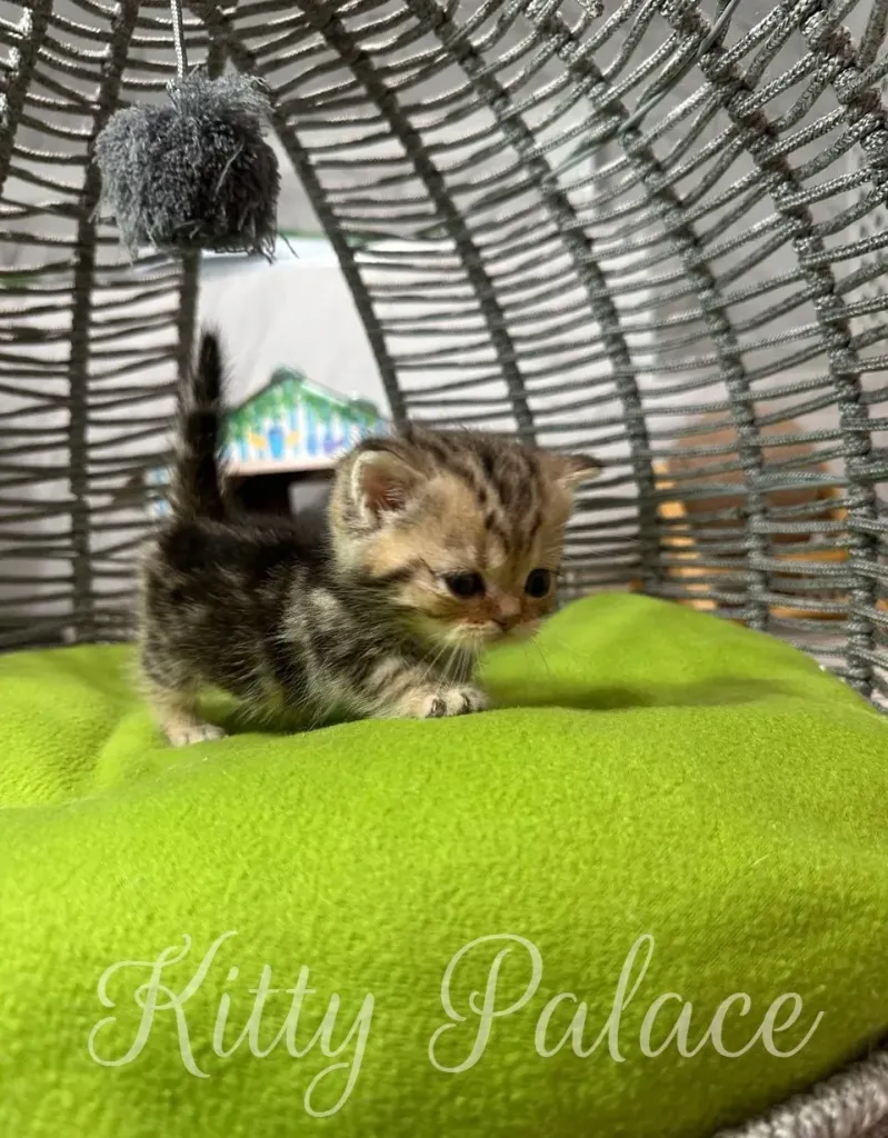 A cute scottish straight munchkin kitten sits comfortably on a green cushion beneath a woven basket structure with a playful hanging toy