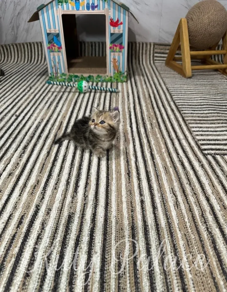 A cute kitten stands curiously on a striped rug, surrounded by toys and a small playhouse