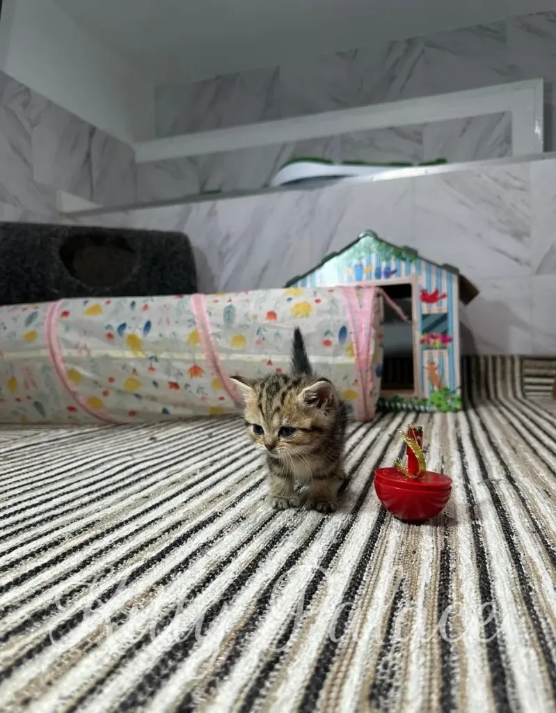 A cute munchkin black golden marble kitten walks on a striped carpet in a cozy room featuring playful toys and colorful decor