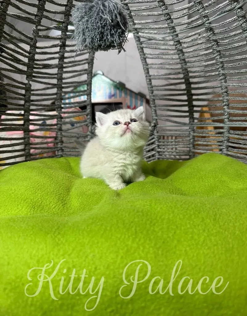 A cute munchkin lilac kitten sits on a green cushion inside a woven structure, gazing upwards with an innocent expression