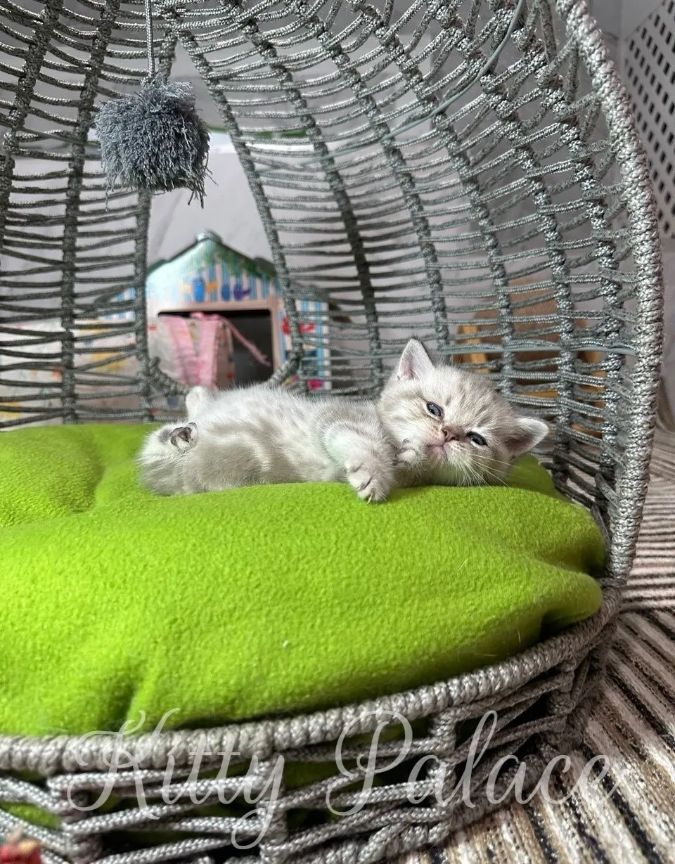 A cute scottish straight lilac kitten is comfortably lying on a green cushion inside a woven cat bed, looking relaxed.