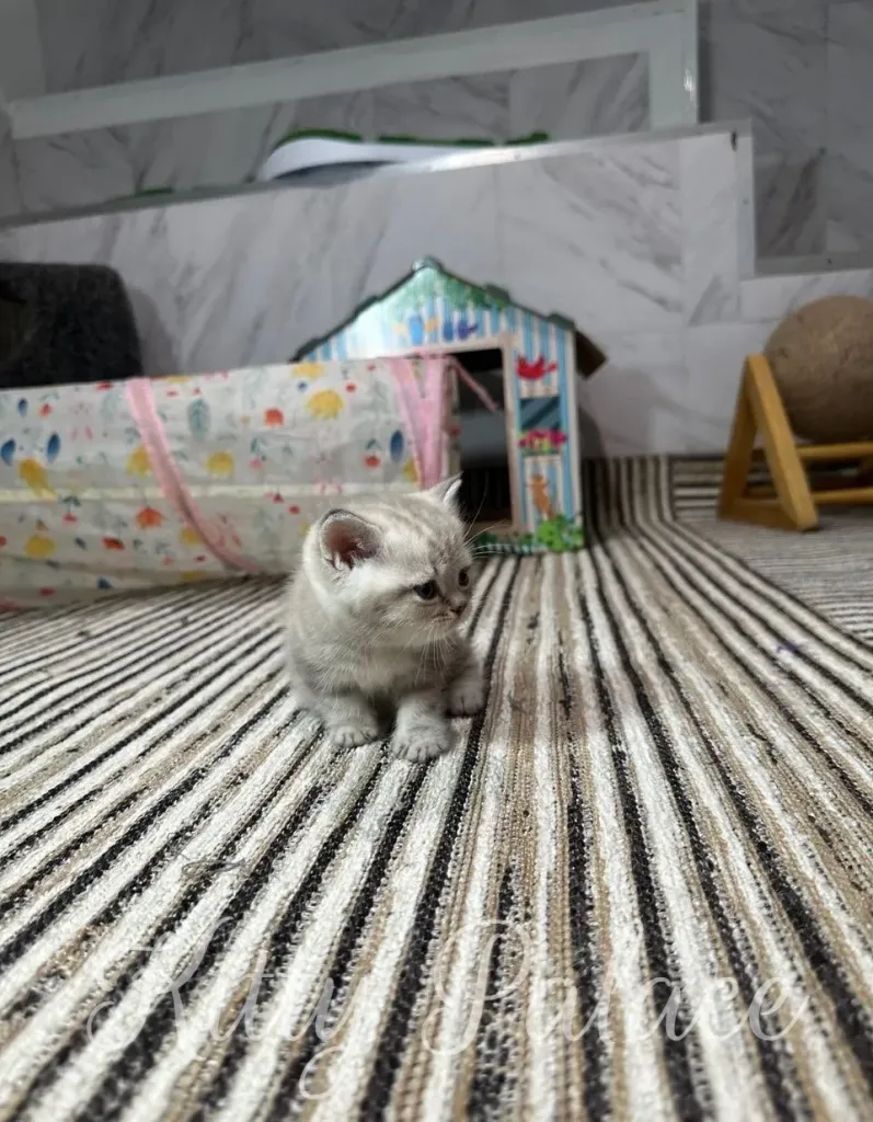 A cute, silver kitten sits on a striped rug, exploring its environment with a tunnel and a wooden toy house nearby.