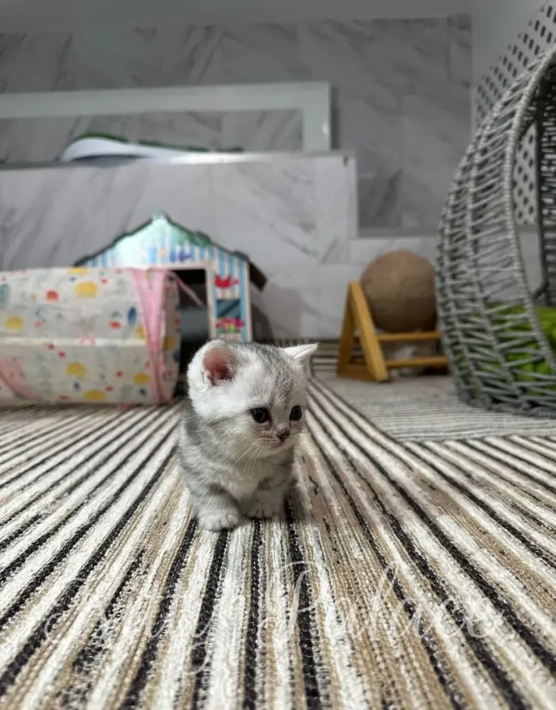 A cute small kitten with gray fur sitting on a striped rug in a home setting, surrounded by pet furniture and decor