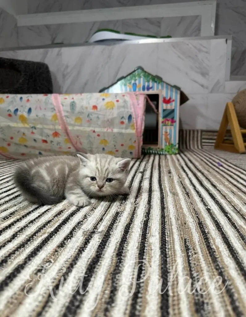 A cute young kitten rests on a striped carpet inside a cozy and playful environment,