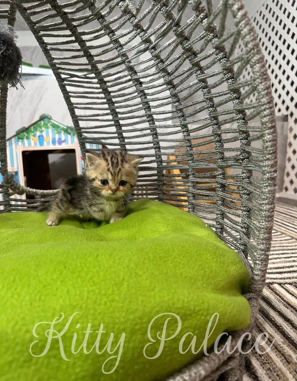 A delightful kitten lies inside a comfortable wicker basket with a soft green cushion in a charming indoor setting
