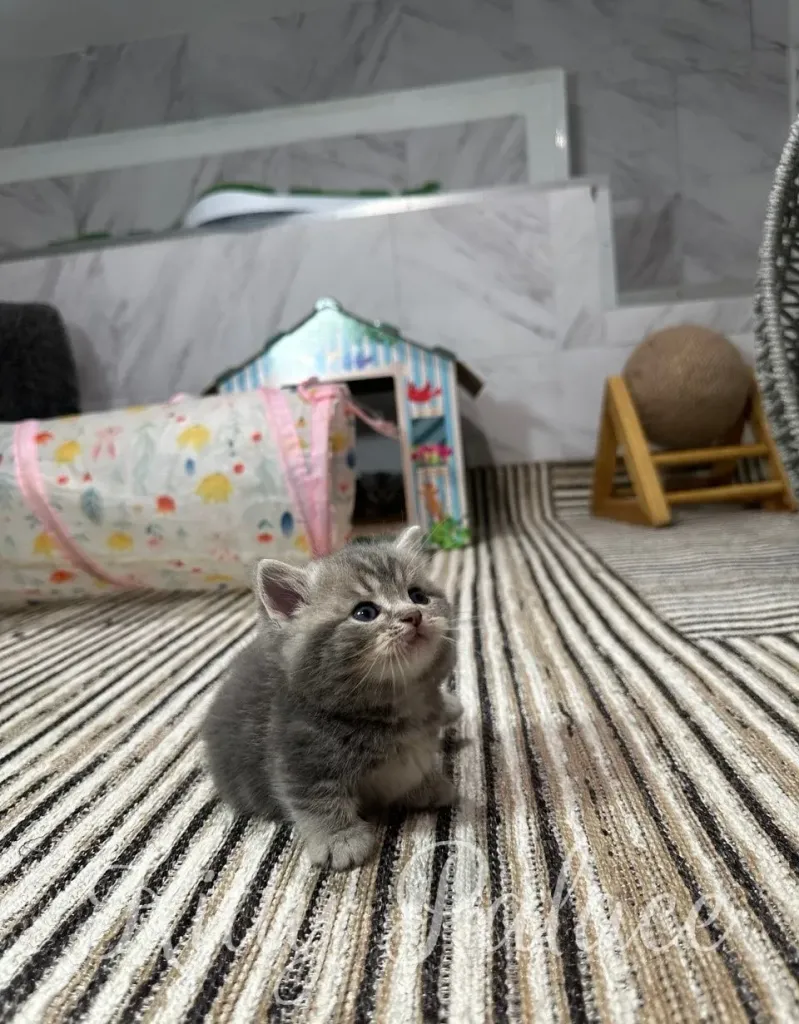 A fluffy, gray kitten sits on a striped rug, looking up with curiosity. A toy house and ball add to the playful ambiance