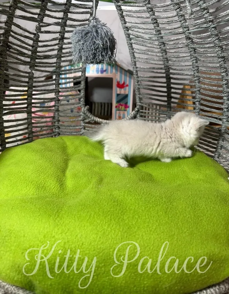 A fluffy light munchkin lilac kitten explores a cozy, vibrant green cushion inside a unique, decorative cat enclosure