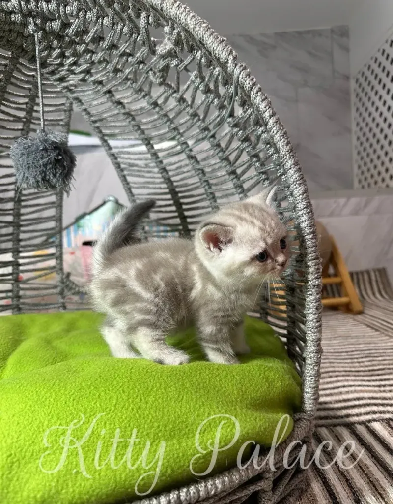 A fluffy, scottish straight lilac kitten is captured inside a grey woven bed. It's perched on a bright green cushion