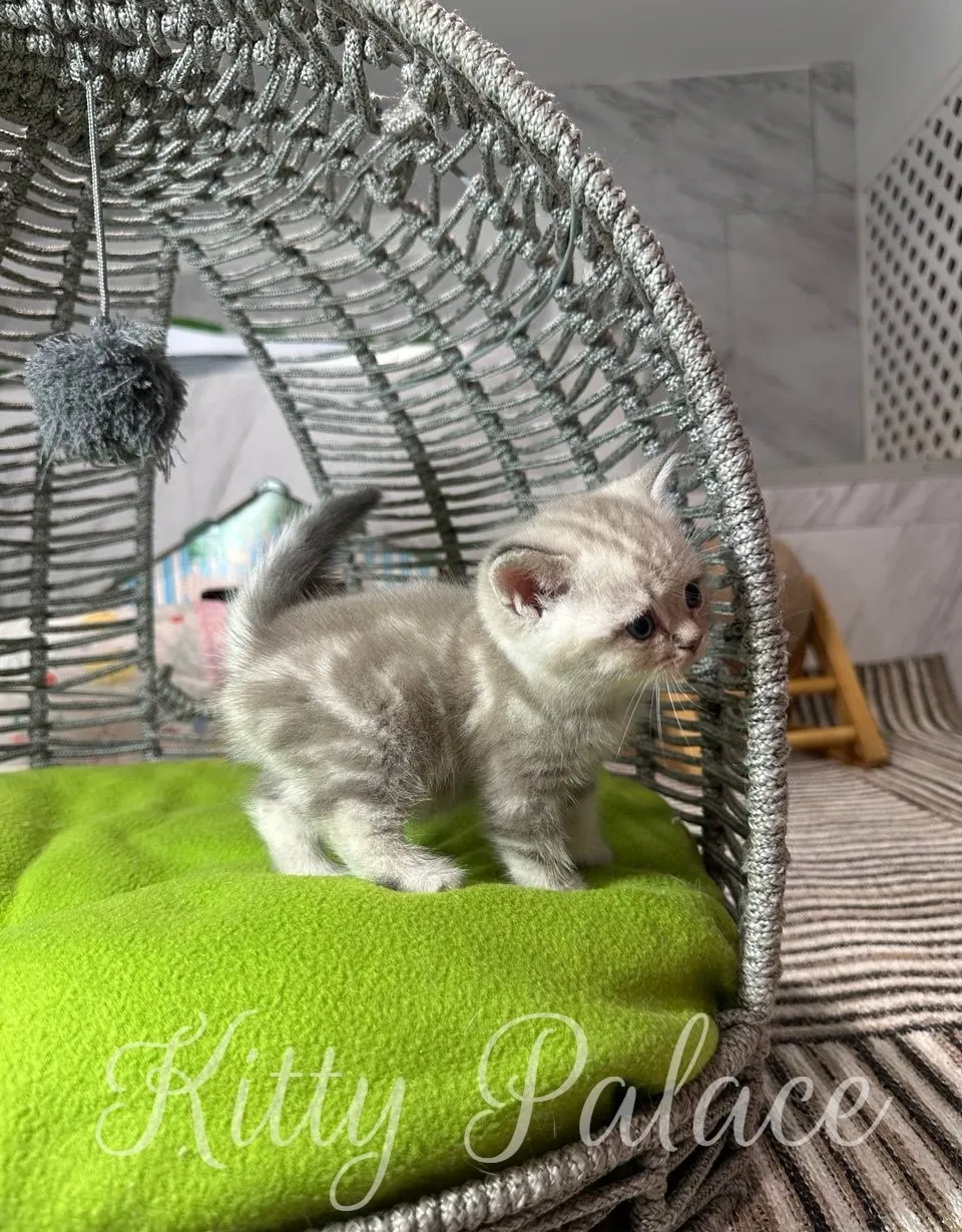 A fluffy, scottish straight lilac kitten is captured inside a grey woven bed. It's perched on a bright green cushion