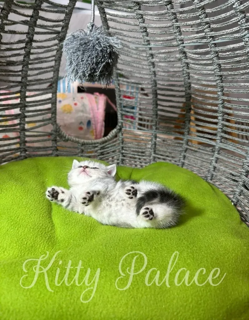 A peaceful and cute kitten rests on a fluffy green cushion, nestled in a woven cozy basket