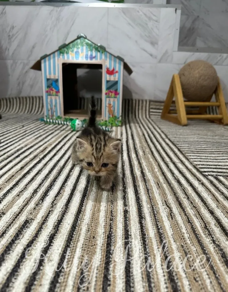 A small, adorable striped kitten ventures across a striped rug towards the foreground