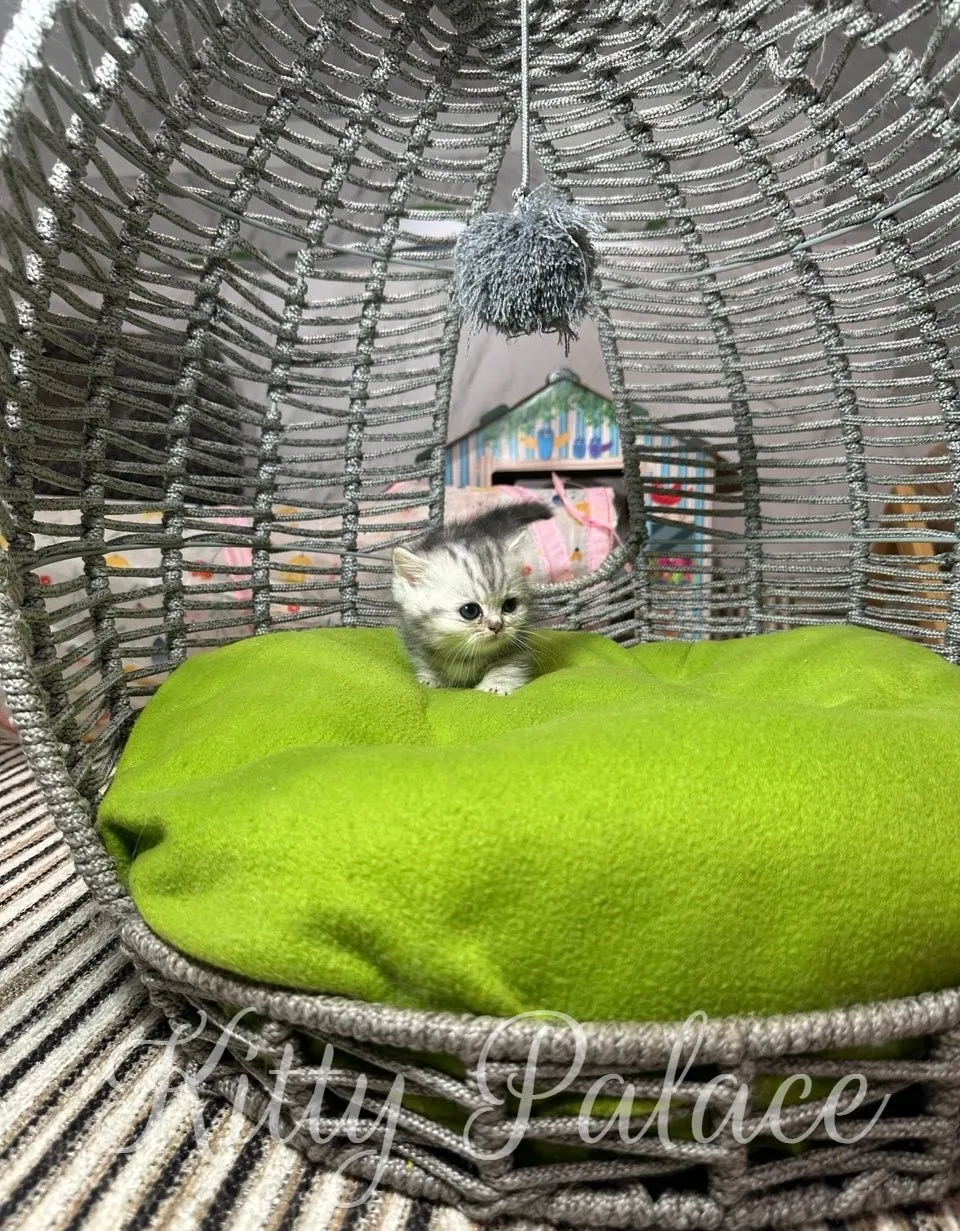 A small kitten sits comfortably in a green cushioned pet bed, surrounded by a playful setup
