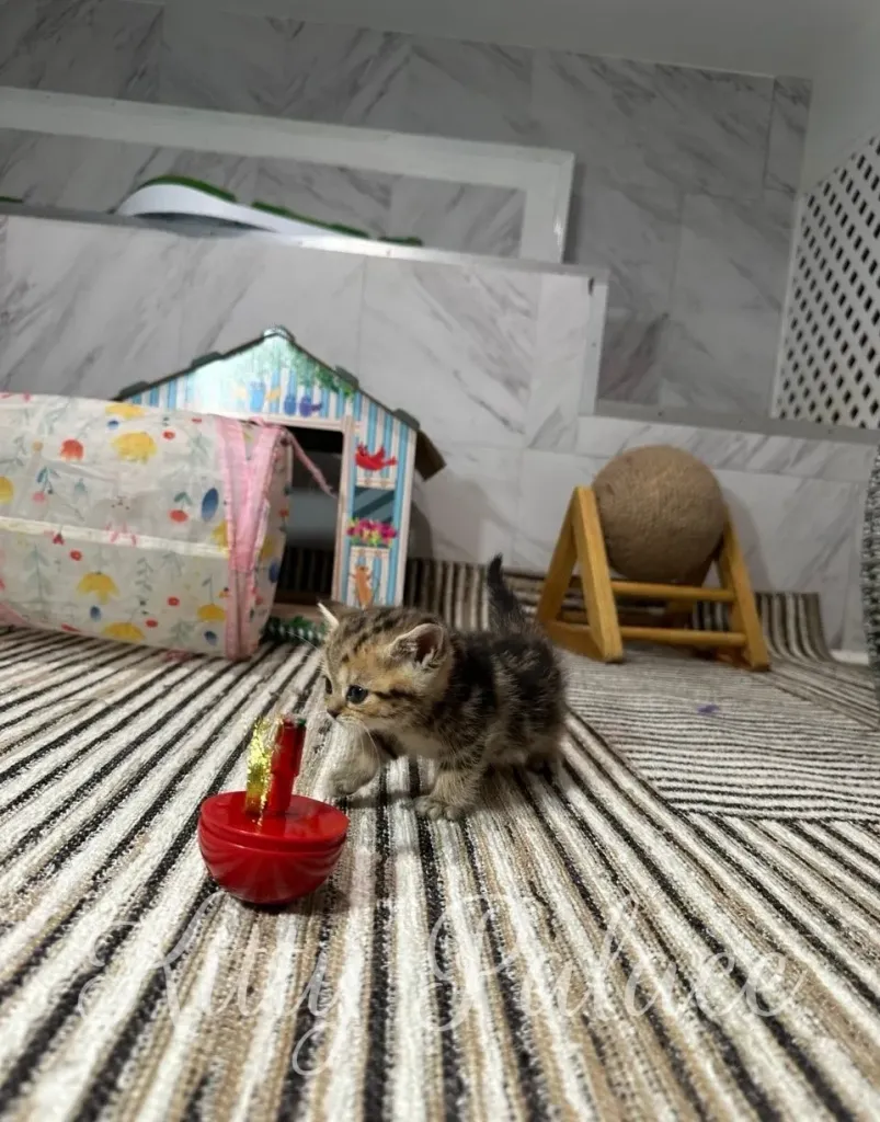 A small tabby kitten curiously interacting with a colorful toy in a playful setting
