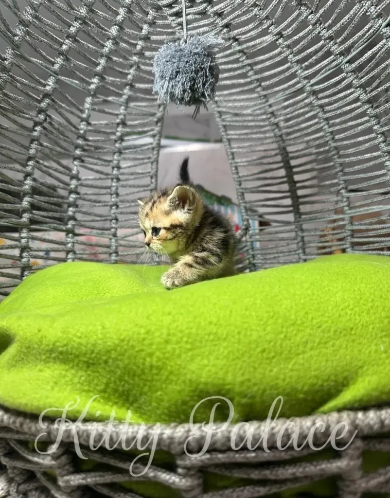 A small munchkin black golden marble kitten sits on a vivid green blanket, nestled inside a woven basket