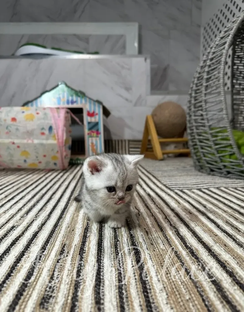 A sweet Black silver marble kitten walking curiously on a striped rug, surrounded by cozy home decor