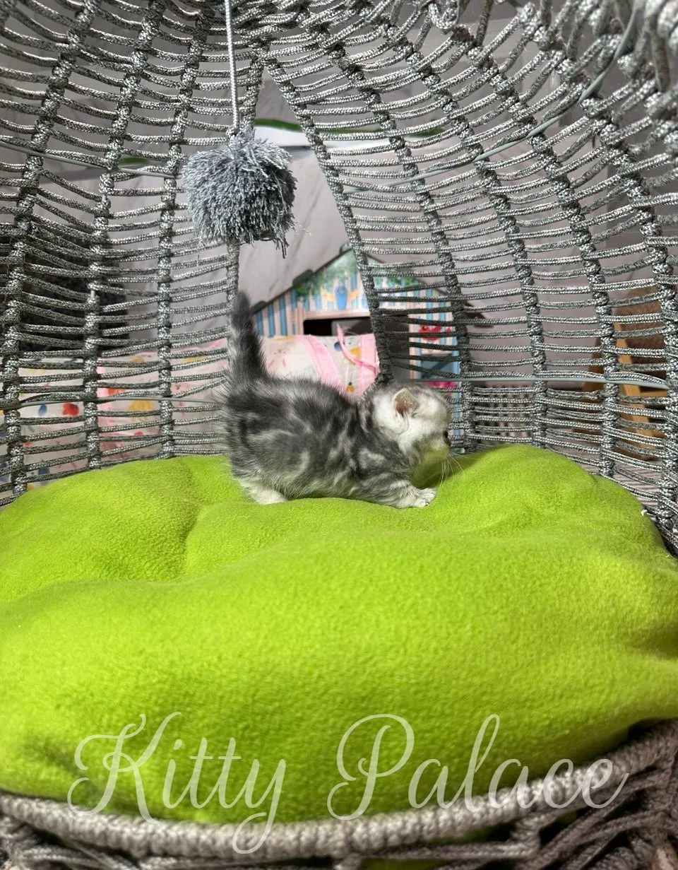 A tiny, adorable kitten, munchkin black silver chinchilla, stands on a green cushion inside a woven grey cat bed