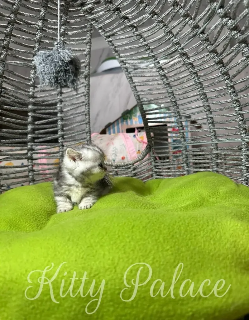 A tiny, fluffy munchkin black silver chinchilla kitten sits comfortably on a bright green cushion inside a decorative woven cat house