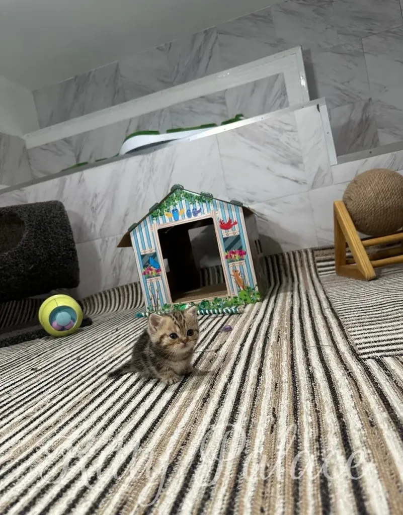 A tiny kitten sits on a striped rug in a playful room, surrounded by toys and a decorated playhouse