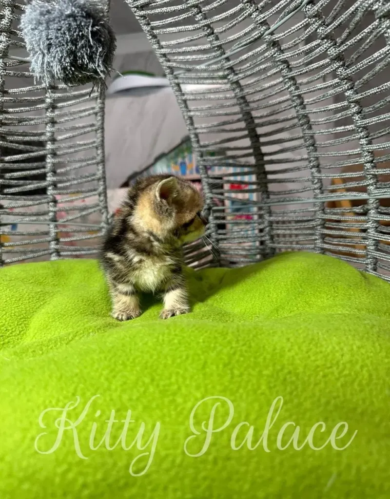 A young tabby kitten exploring in a cozy, green-cushioned cat bed with a playful toy
