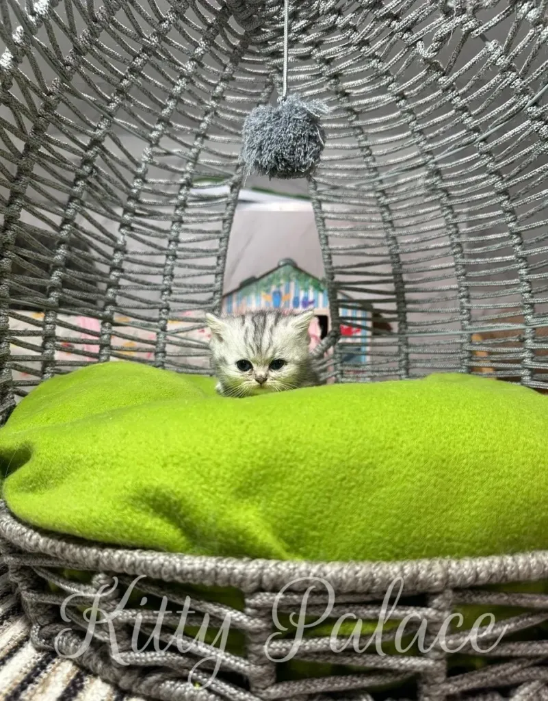 Adorable kitten comfortably settled on a vibrant green pillow within a stylish and cozy basket