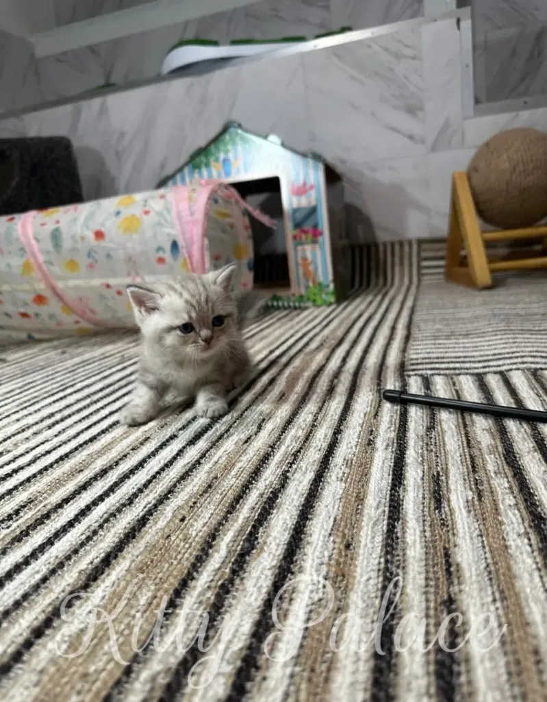 Adorable small kitten sitting on a striped carpet, surrounded by playful items