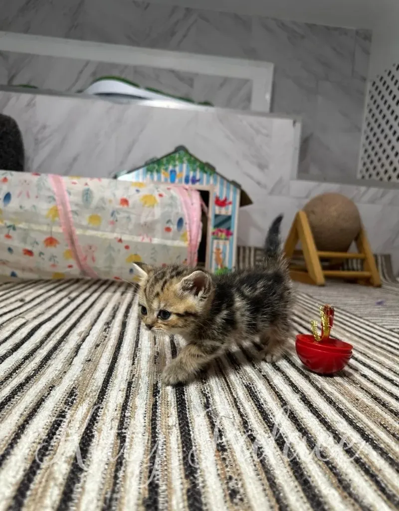 Adorable tabby kitten exploring its cozy playroom with toys on a striped carpet, evoking warmth and playfulness
