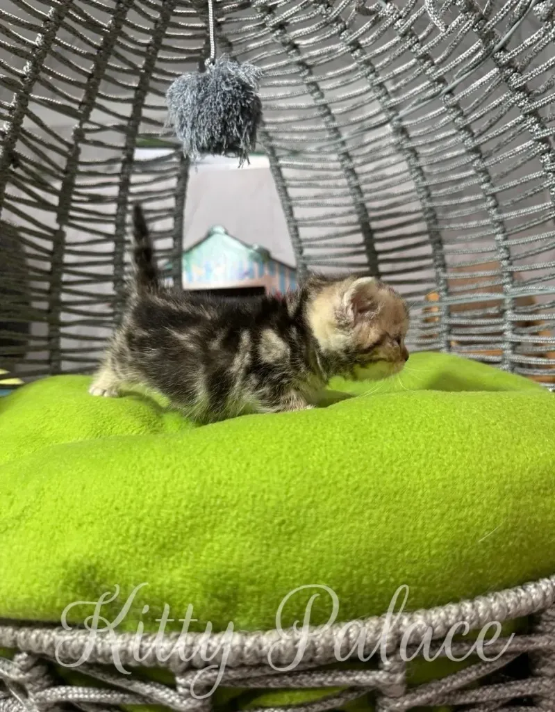 Adorable young scottish straight munchkin kitten lying on a comfortable green cushion inside a woven pet basket