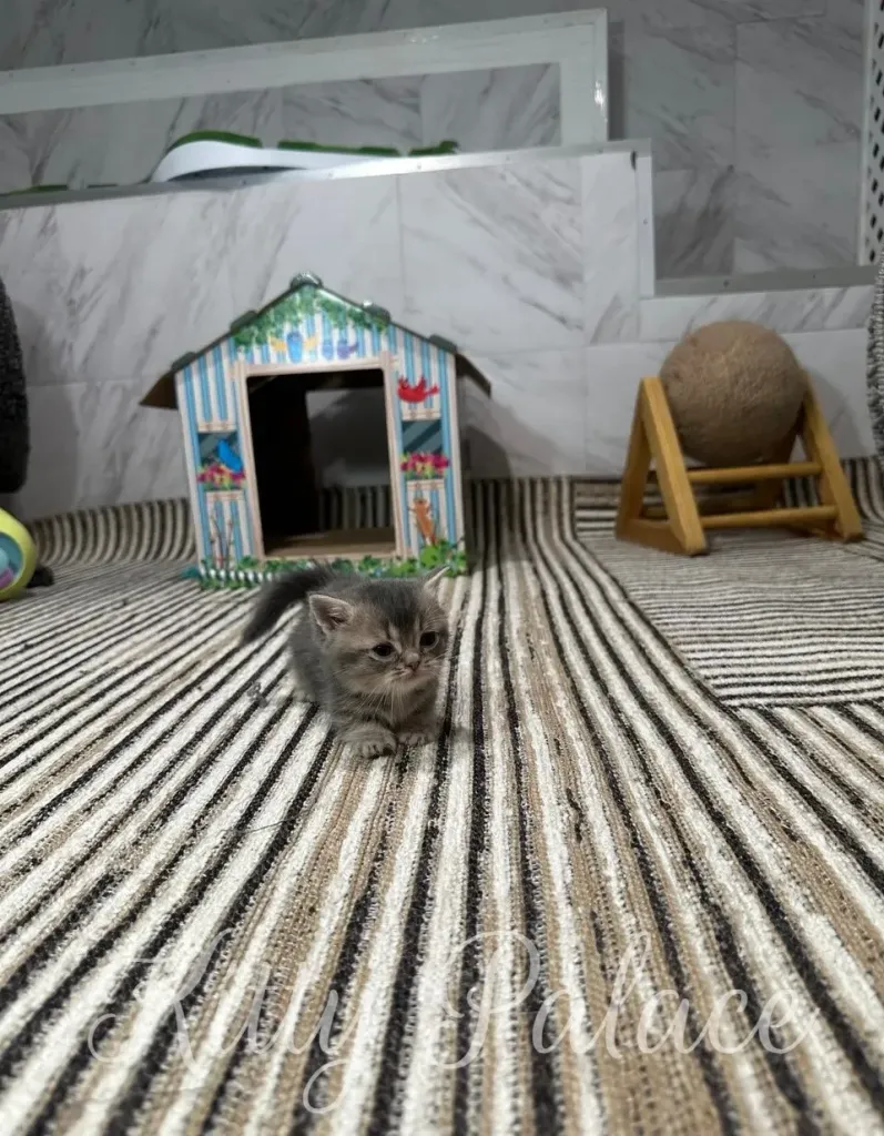 An adorable munchkin chinchilla kitten exploring a play area featuring colorful toys, a small house, and striped patterns