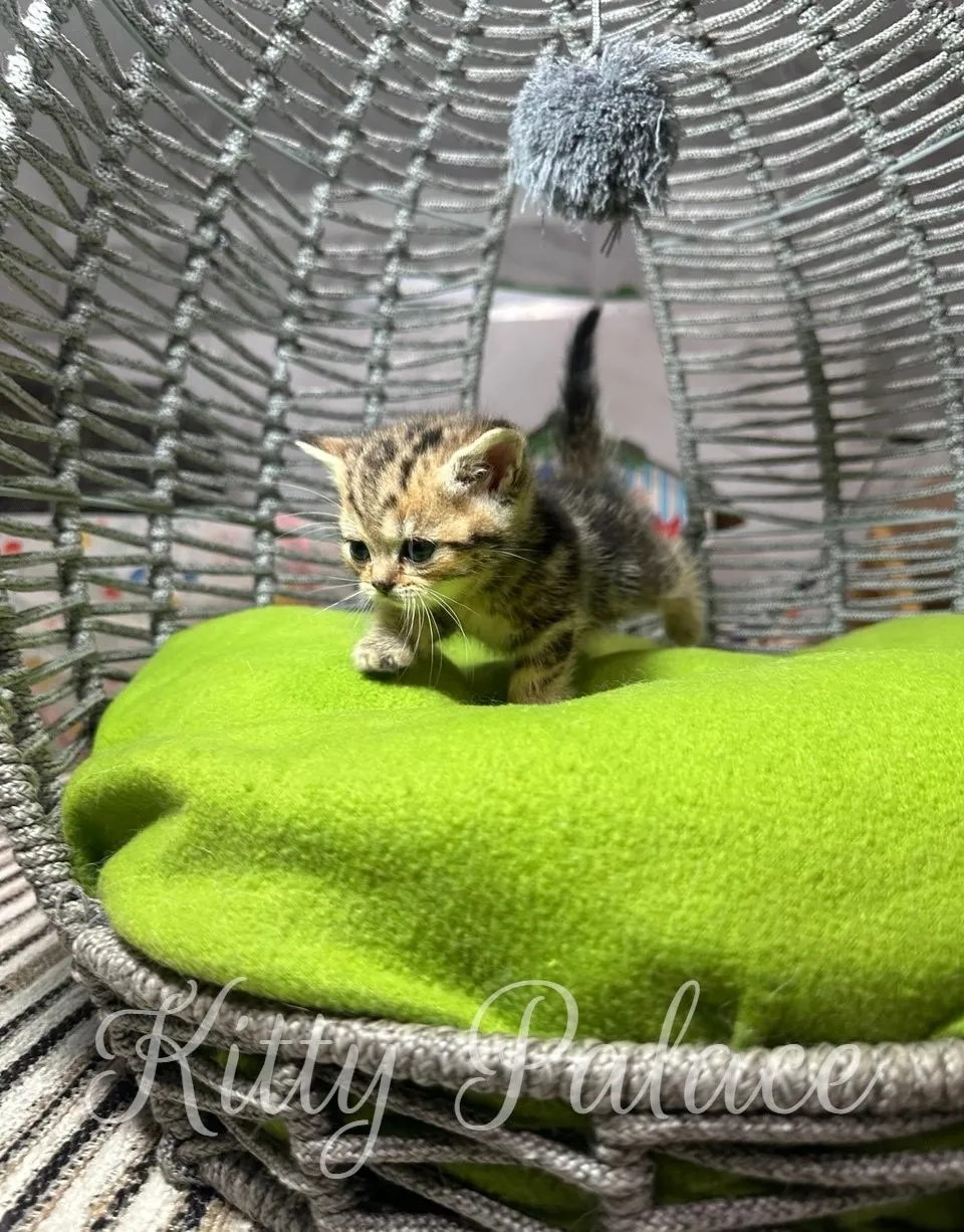 An adorable munchkin black golden marble kitten walking on a soft green cushion inside a woven cat basket, evoking warmth and cuteness