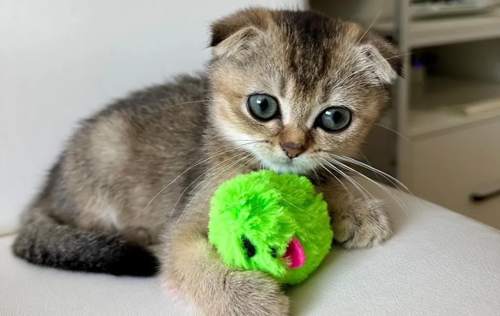 Blog About Cats - Kittens Playing – Simple Ways to Make Playtime Fun