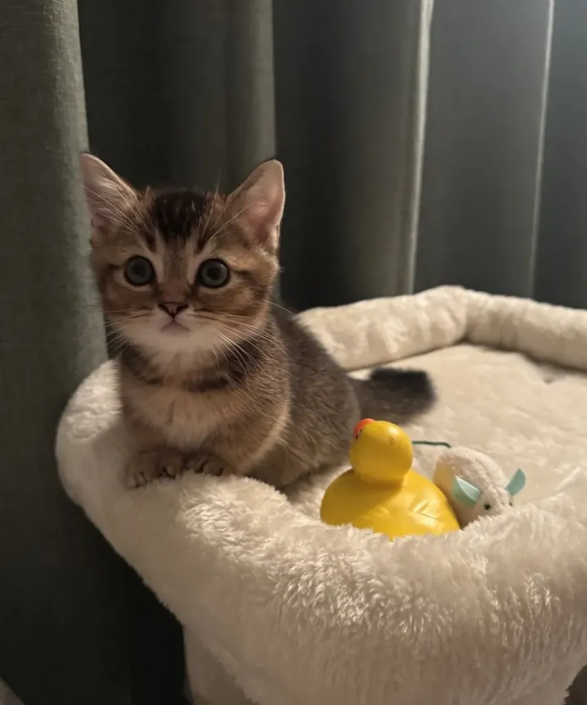 Kitten playtime tips – simple ways to make play fun and safe
