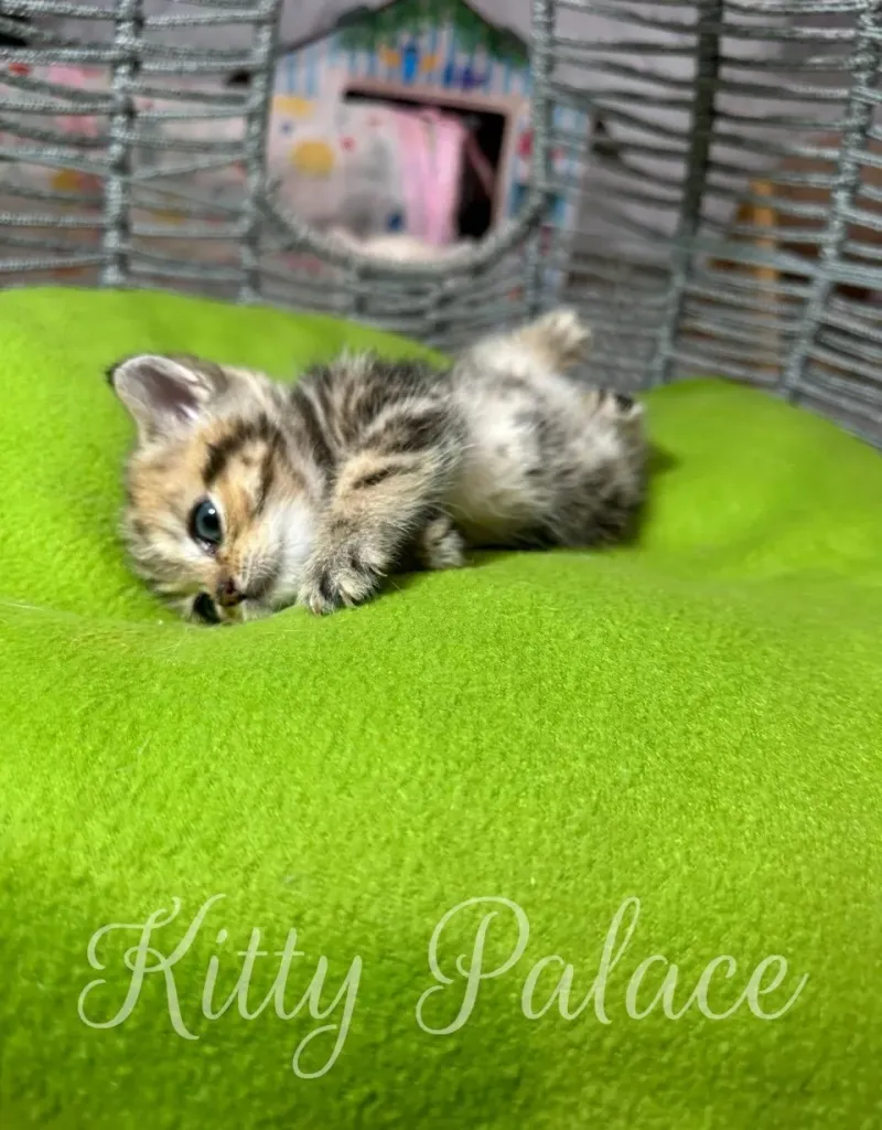Charming close-up shot of a cute kitten reclining on a vibrant green cushion, exuding warmth and comfort