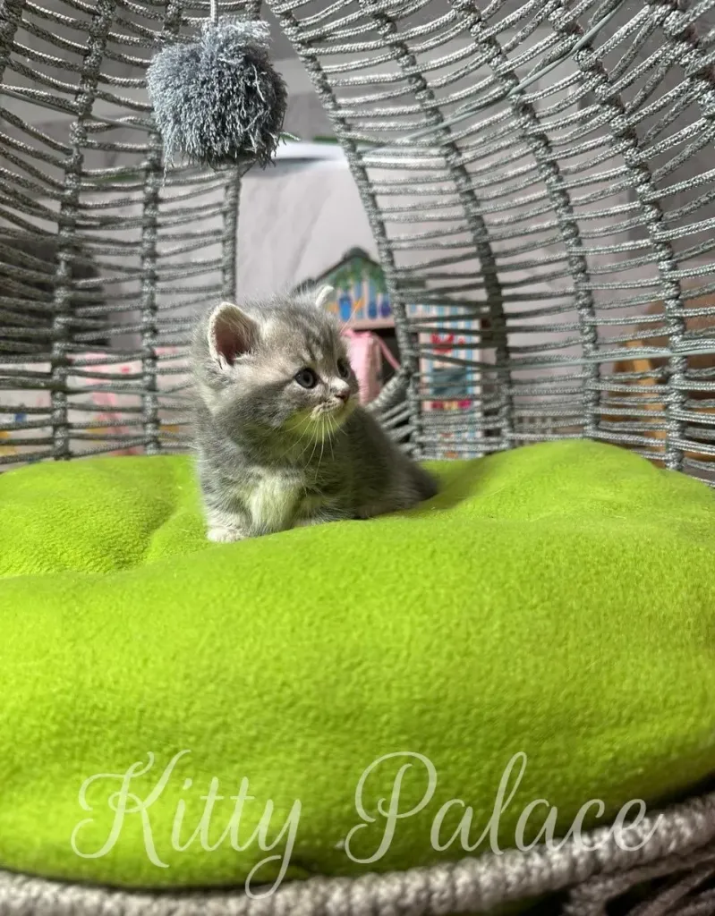 Charming munchkin blue golden chinchilla kitten sitting comfortably on a bright green cushion in a cozy wicker chair