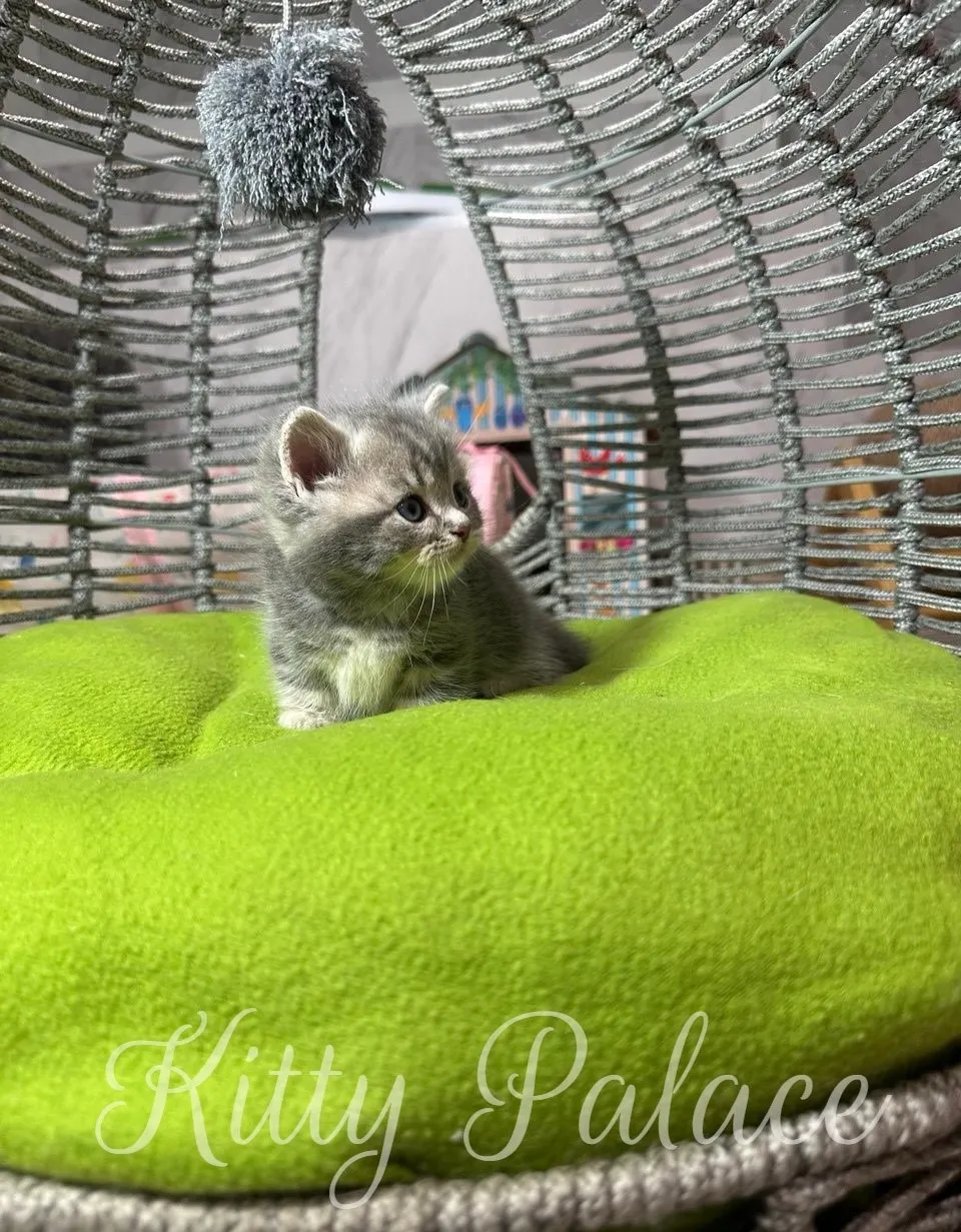 Charming munchkin blue golden chinchilla kitten sitting comfortably on a bright green cushion in a cozy wicker chair