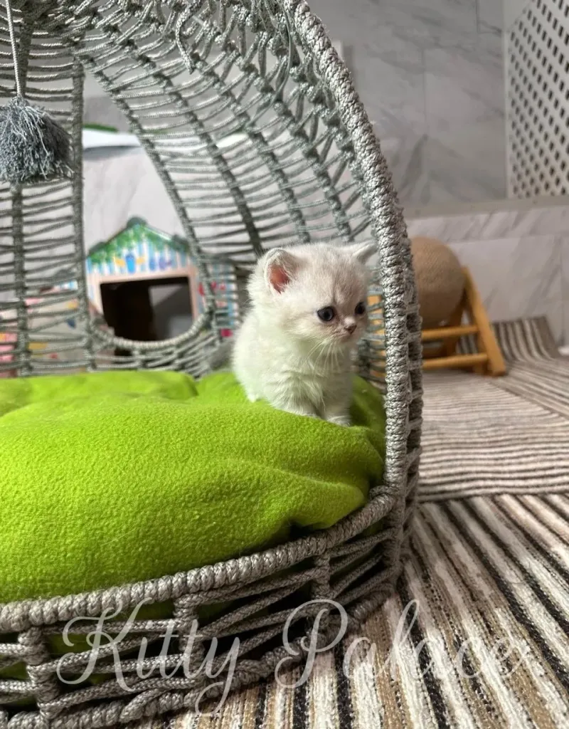 Charming photo of a small kitten sitting in a woven basket with a green cushion