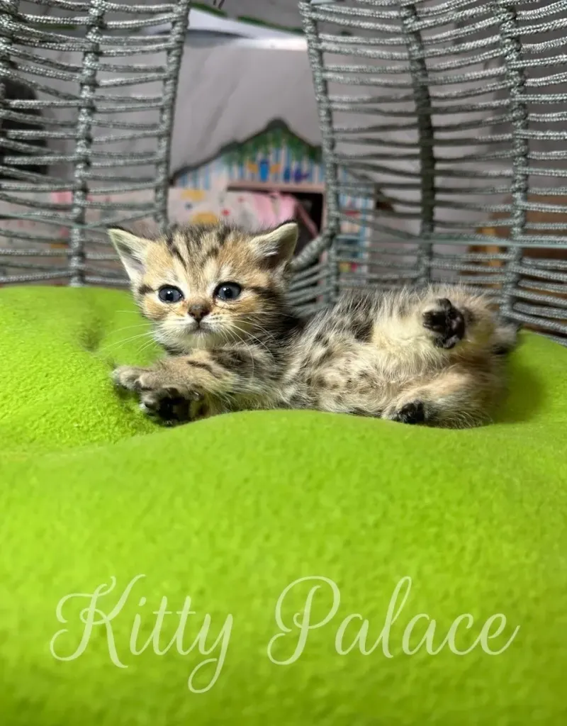 Cute Black golden marble kitten lying on a green cushion in a cozy indoor setting