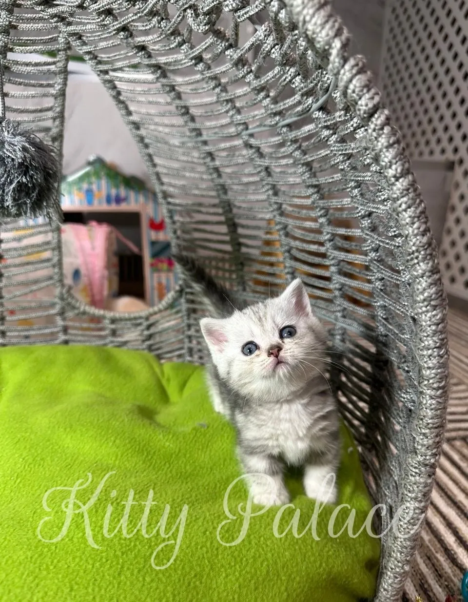 Cute Black silver marble kitten lovingly sitting on a soft green cushion in charming woven furniture