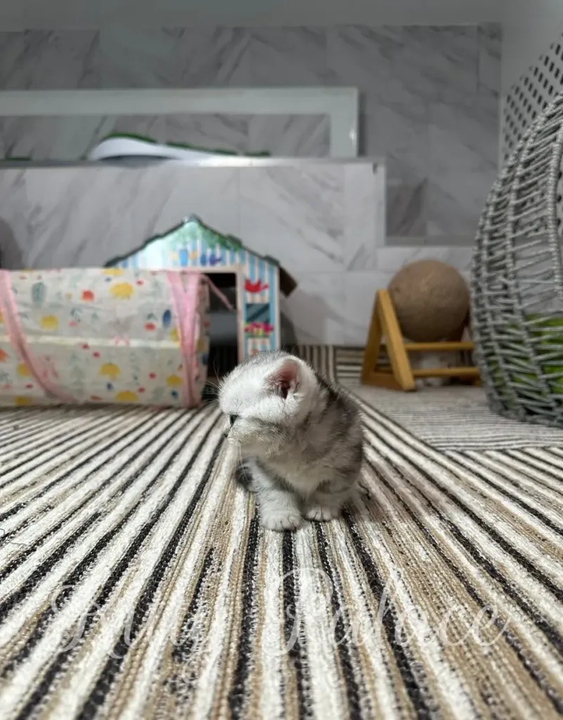 Cute kitten sitting on a striped carpet inside a warm and inviting space, showcasing a cozy atmosphere