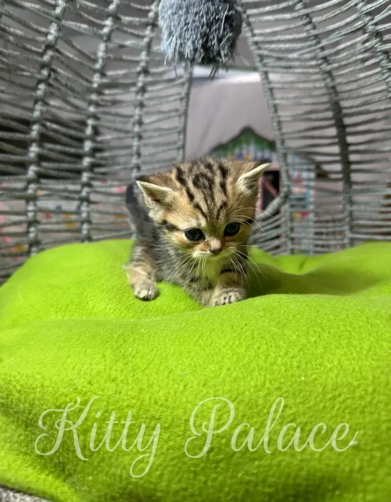 Cute tabby kitten lounging atop a soft, bright green blanket, inside a warm and comfortable indoor setting