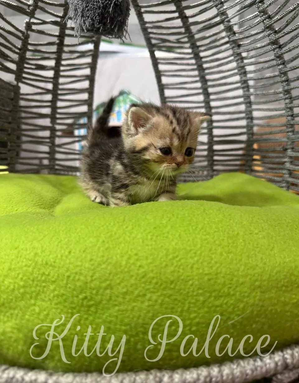 Cute scottish straight munchkin kitten lounging comfortably on a vibrant, green cushioned seat