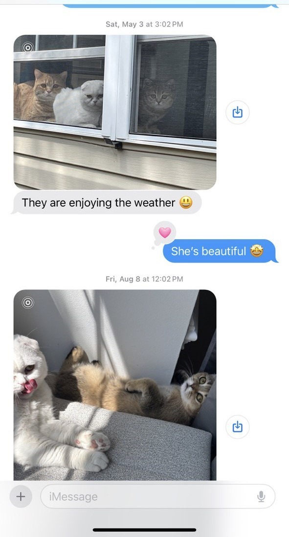 Kitty Palace Cattery - Scottish Kittens For Sale. Customer reviews