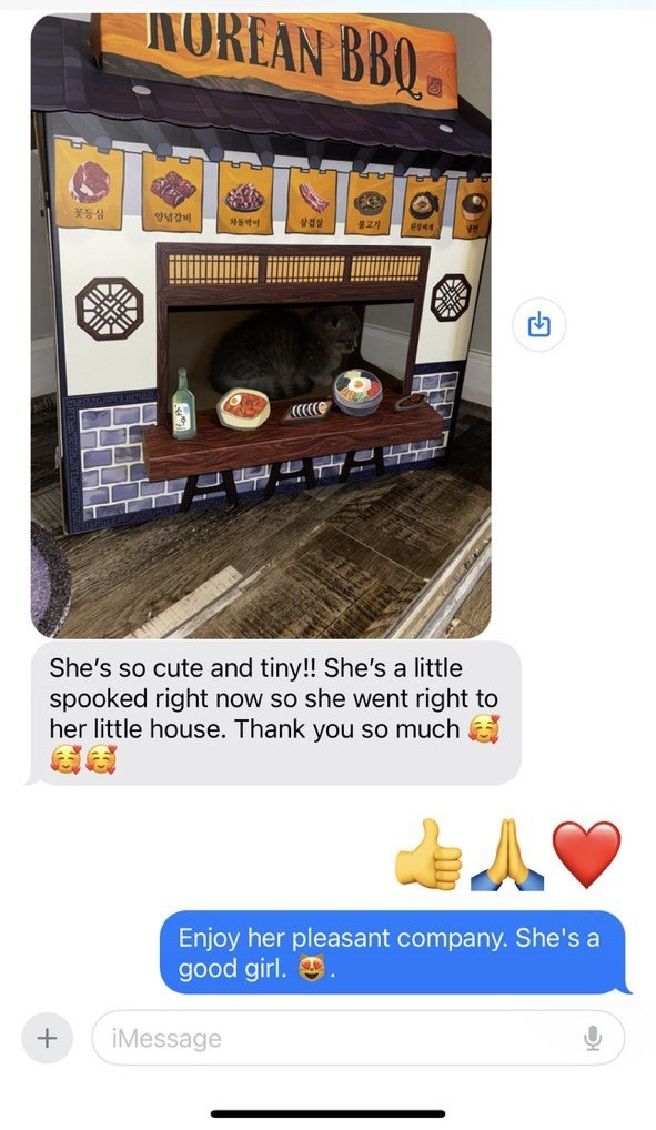 Kitty Palace Cattery - Scottish Kittens For Sale. Customer reviews