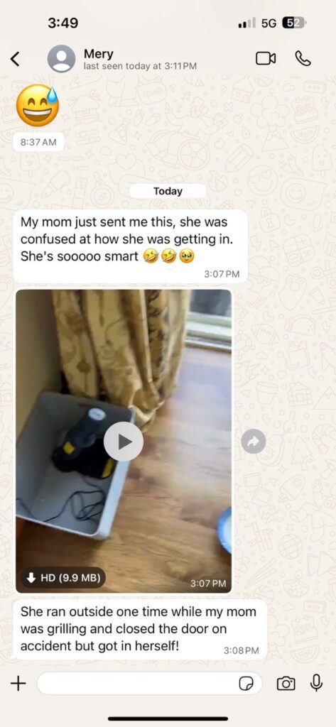 Kitty Palace Cattery - Scottish Kittens For Sale. Customer reviews