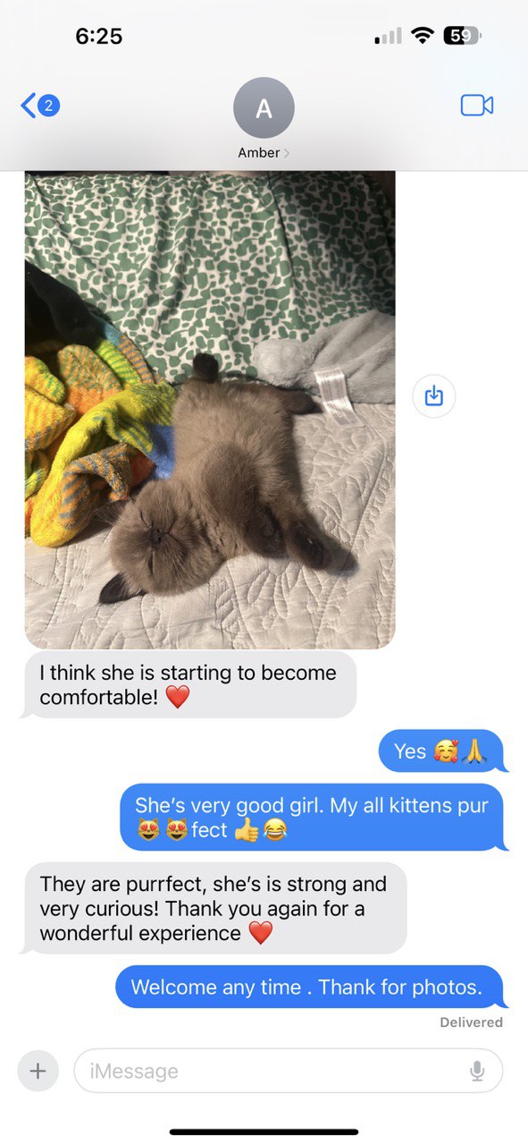 Kitty Palace Cattery - Scottish Kittens For Sale. Customer reviews